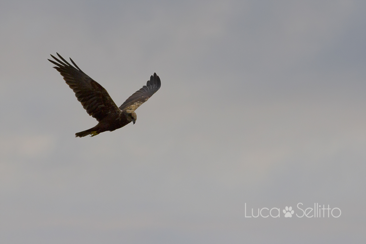 Marsh Harrier