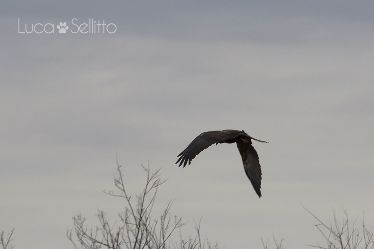 Marsh Harrier