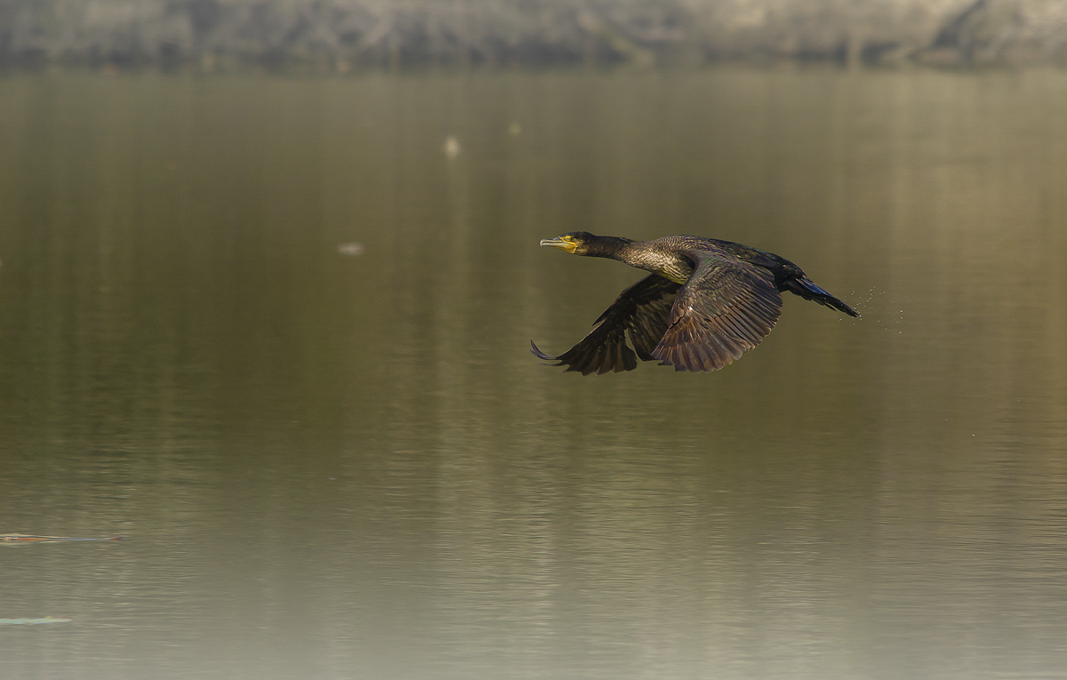 Cormorant in flight in the fog of Oasis Torrile.