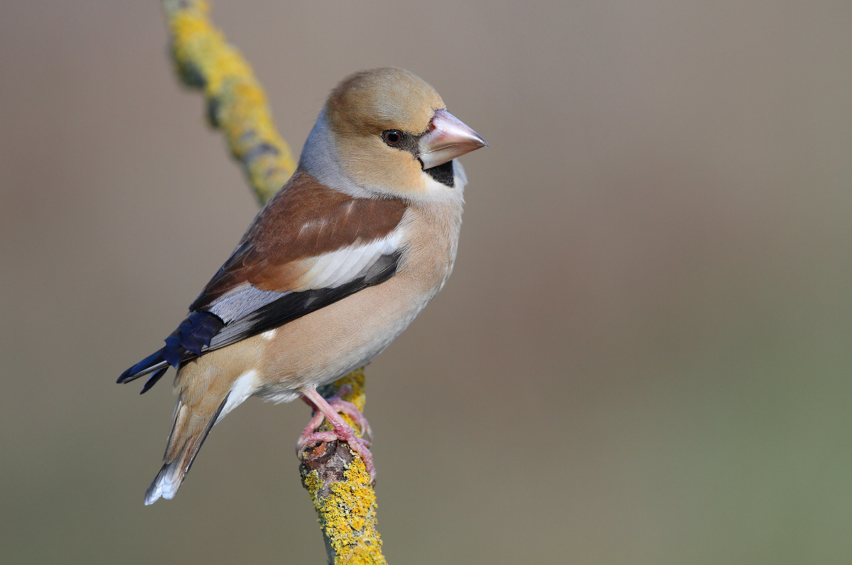 Hawfinch