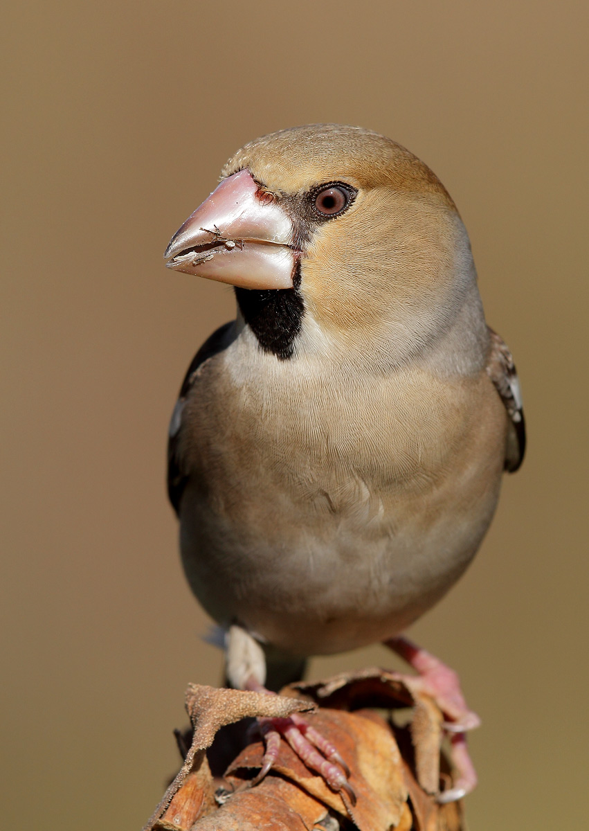 Hawfinch