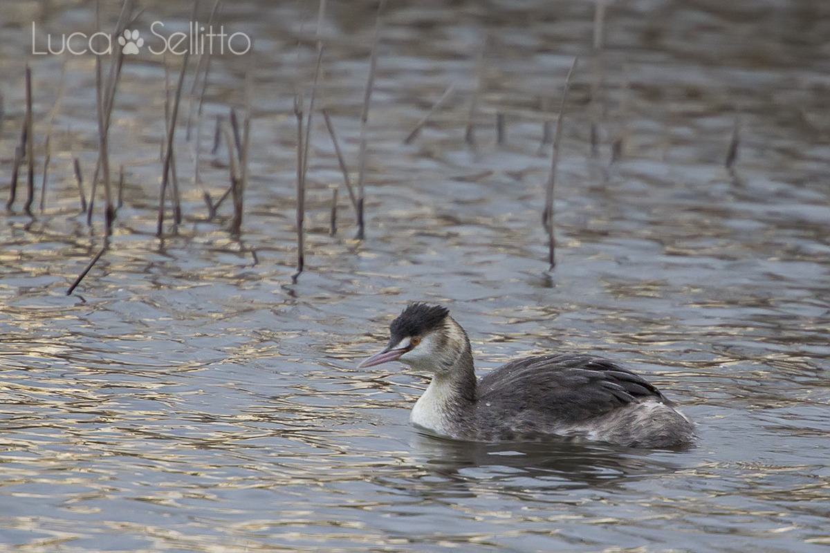 Great Crested Grebe