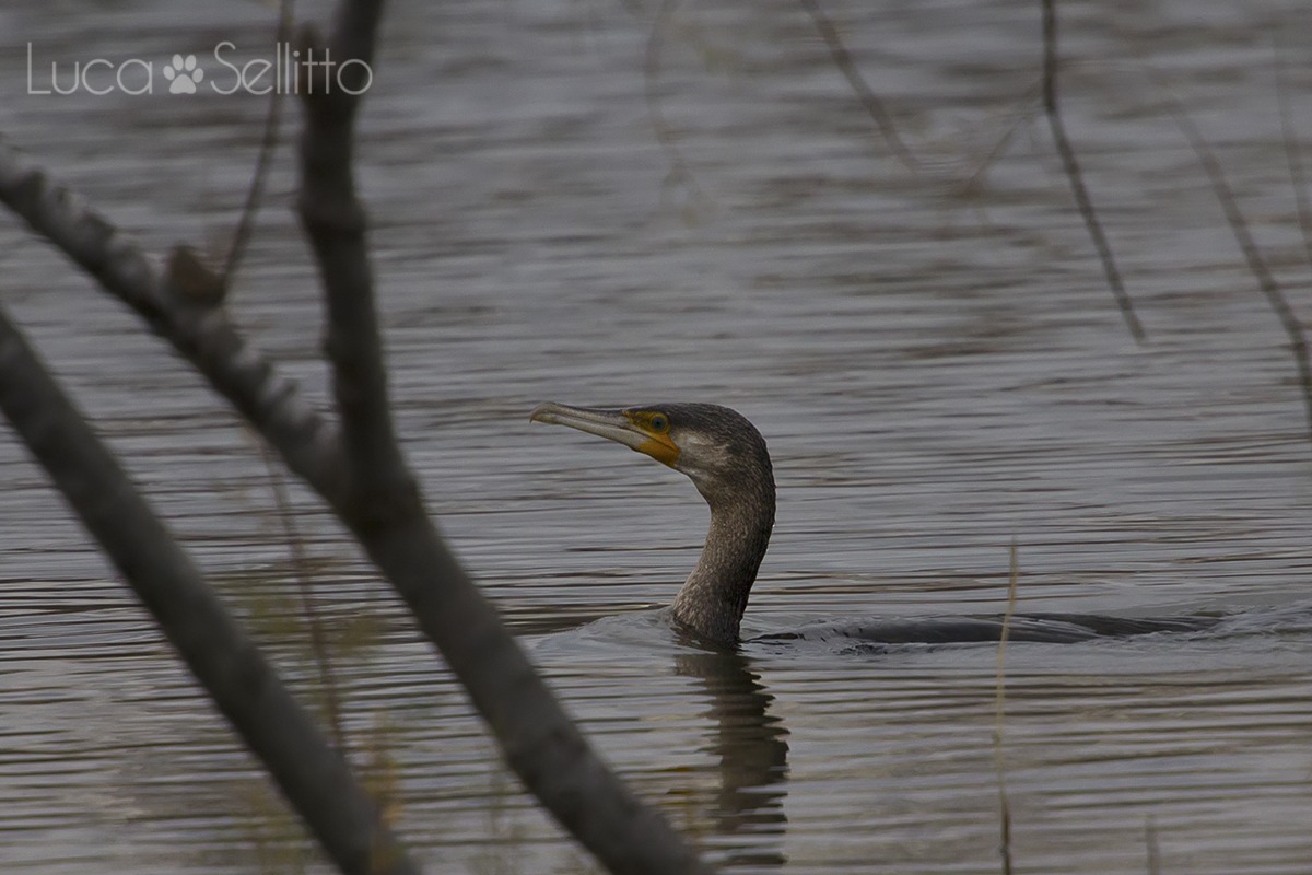 Cormorant