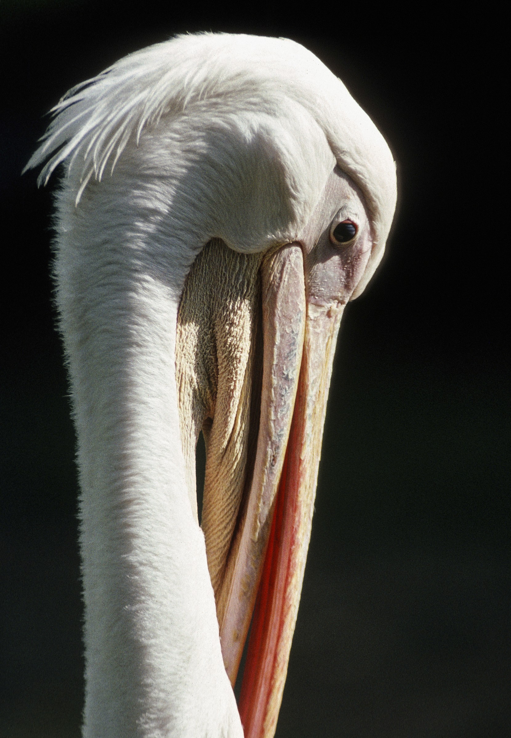 Autoritratto del 2005  Dia