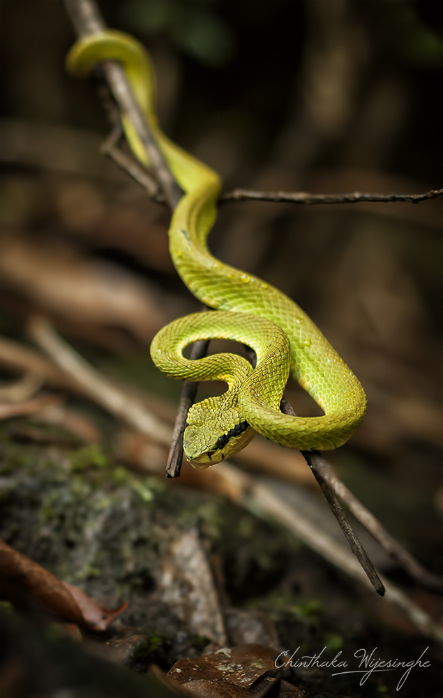 Verde Pit Viper (Trimeresurus Trigonocefalo)