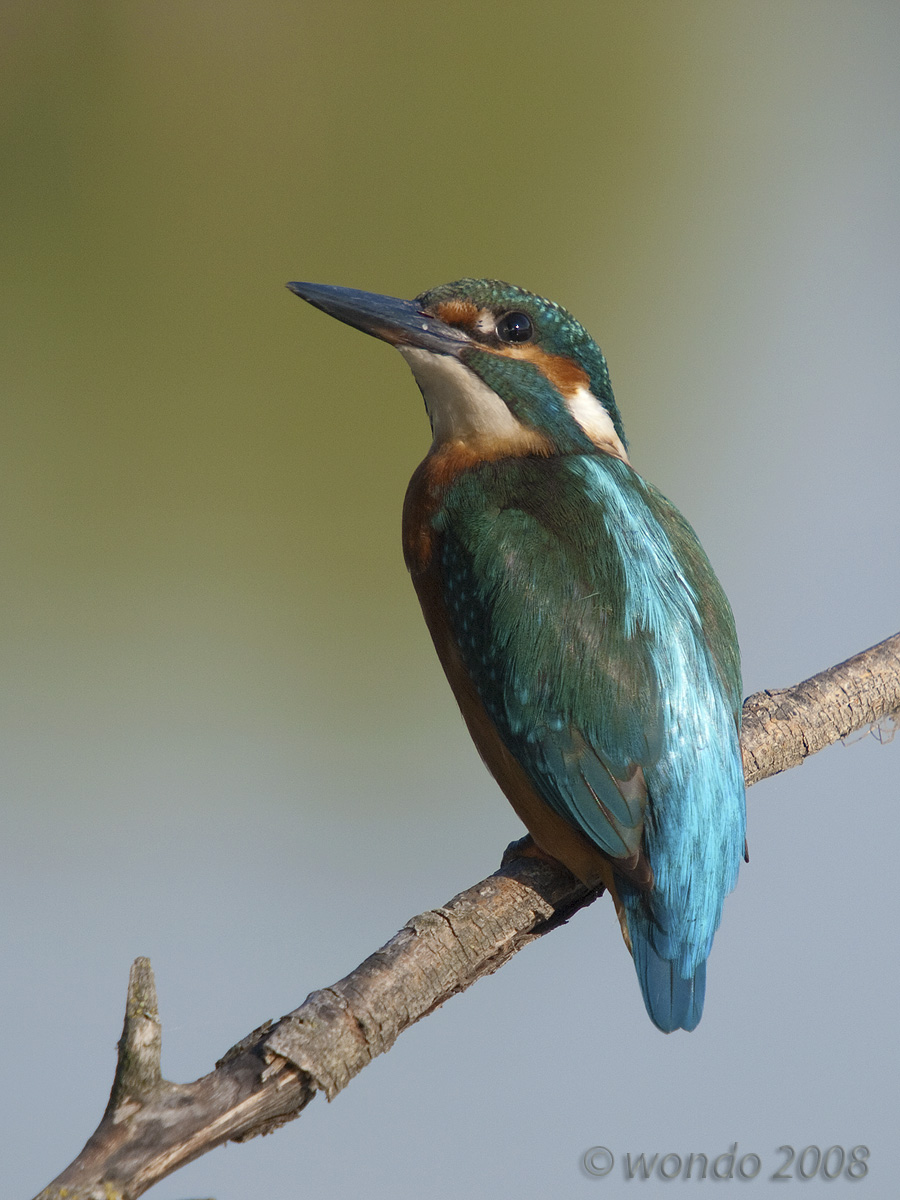 Martin Pescatore01 (Alcedo atthis)