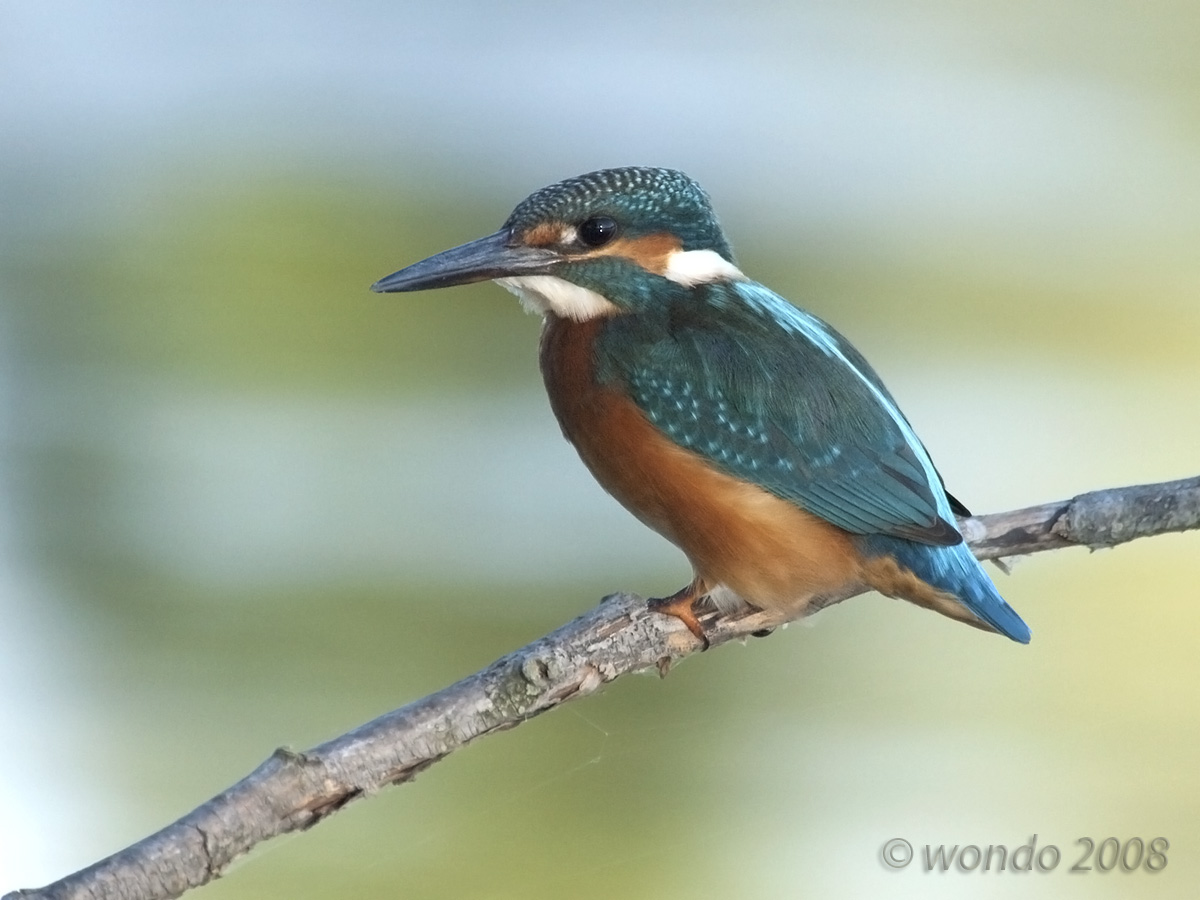 Martin Pescatore02 (Alcedo atthis)