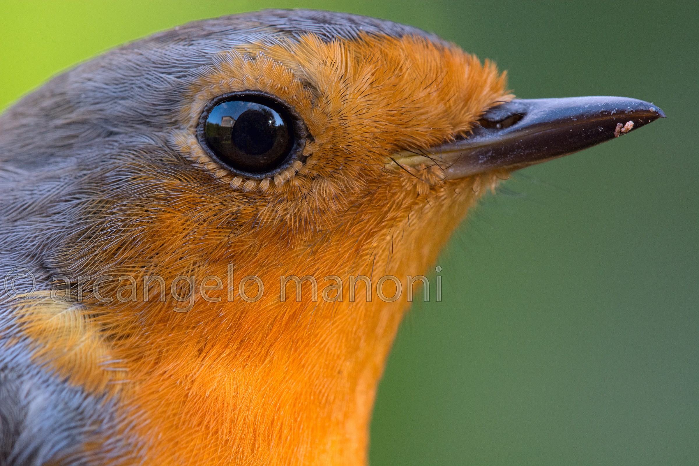 Una vera macro al rosso  (6000x4000)