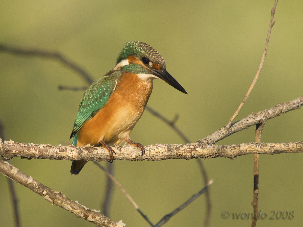 Martin Pescatore03 (Alcedo atthis)