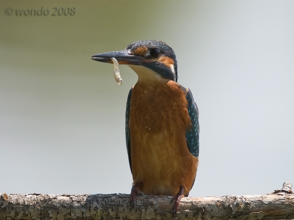 Martin Pescatore04 (Alcedo atthis)