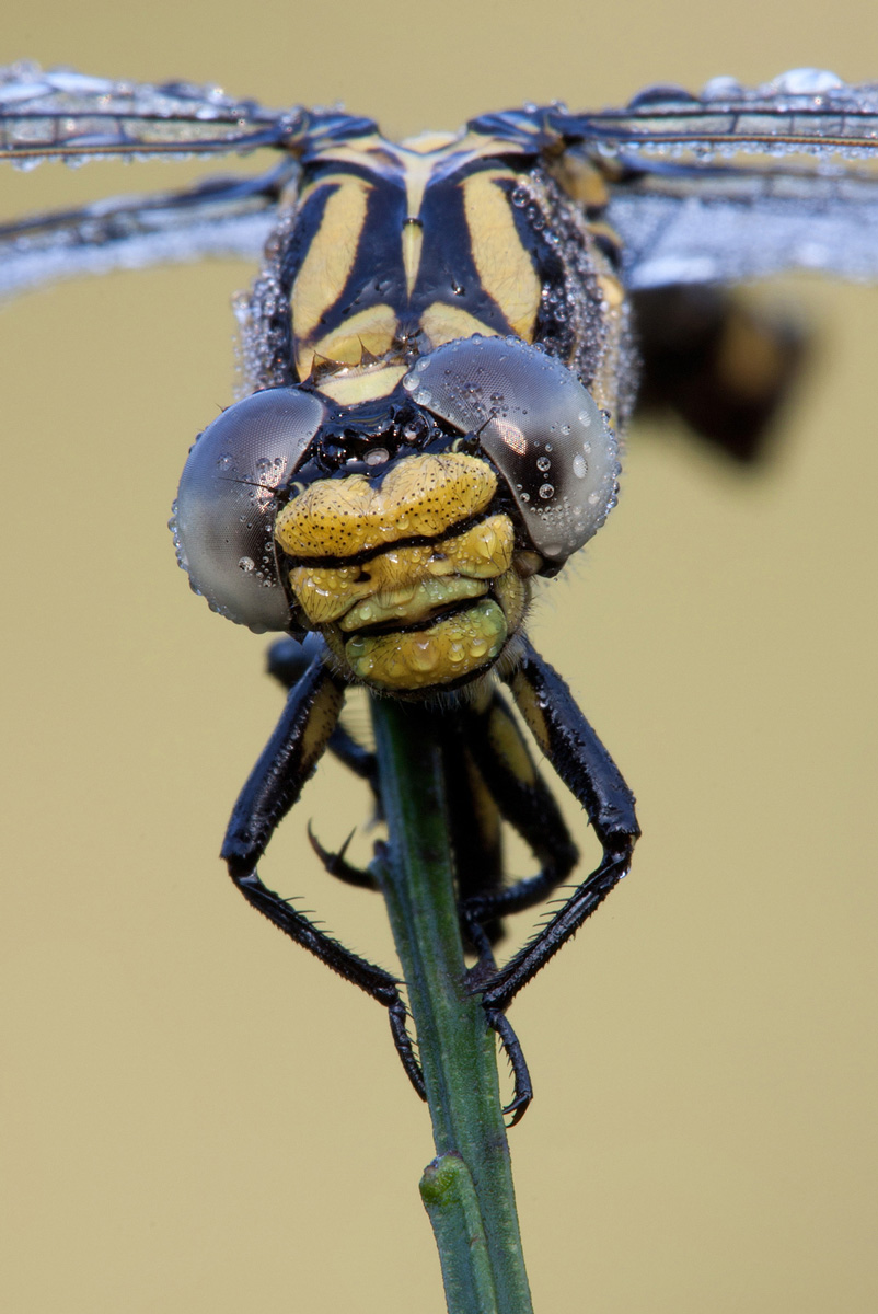 Onychogomphus uncatus