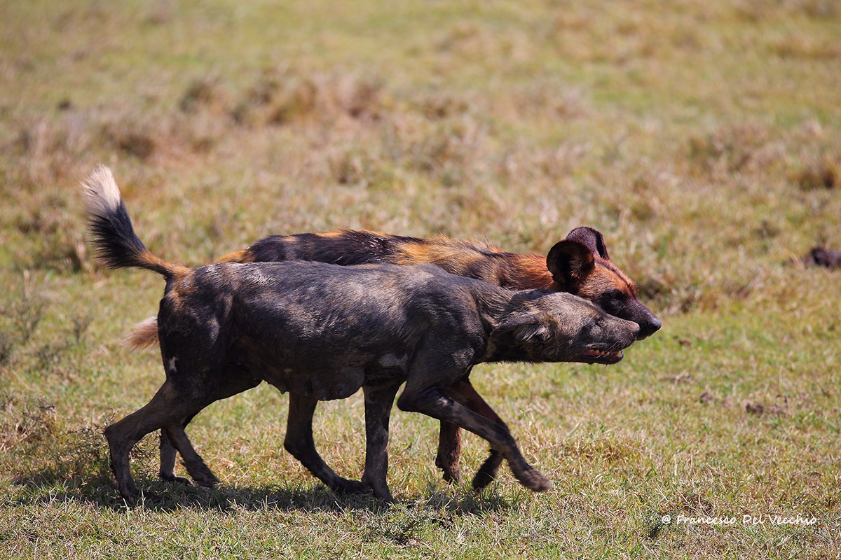 Mamma Wild Dog cerca cibo