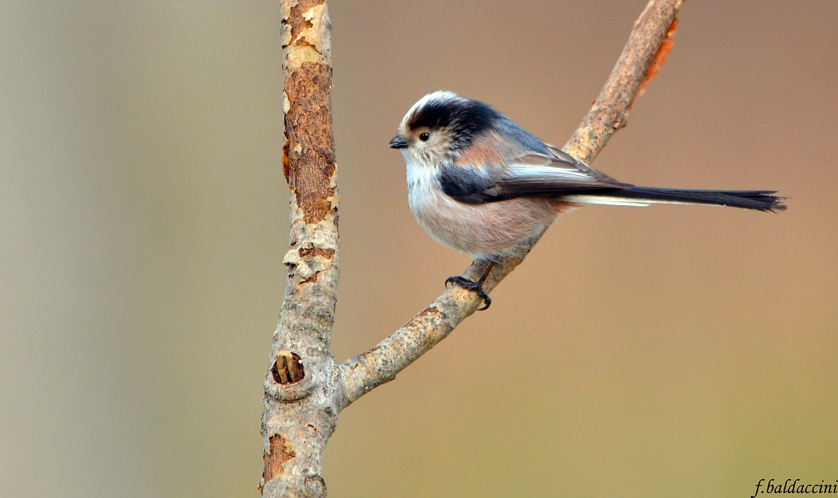 the long-tailed tit