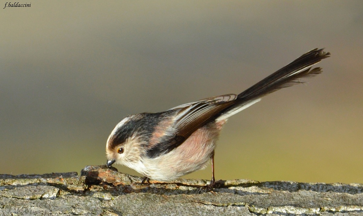 the long-tailed tit