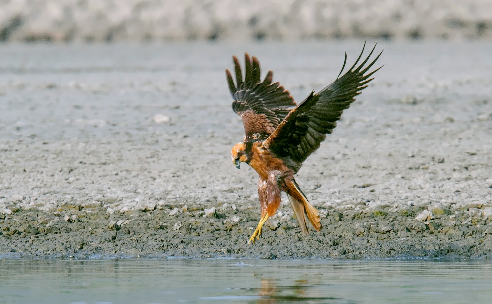 marsh harrier