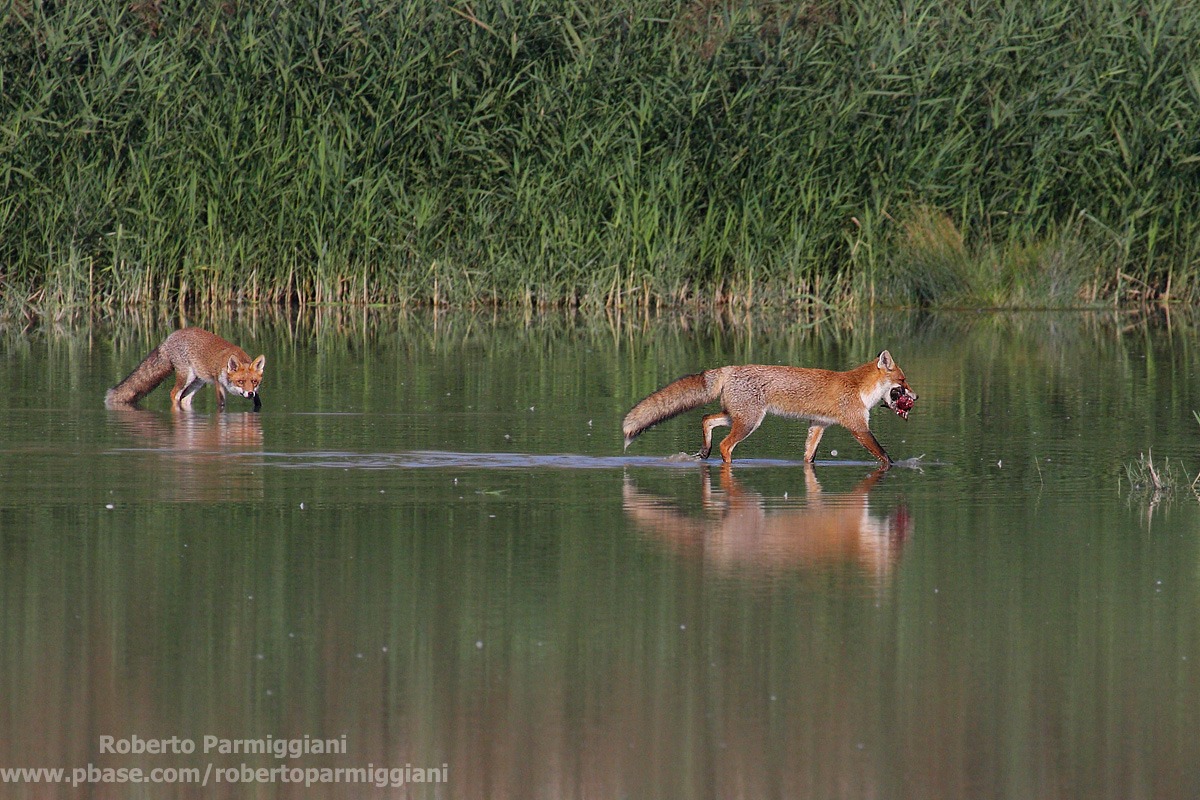 Vita e morte in palude