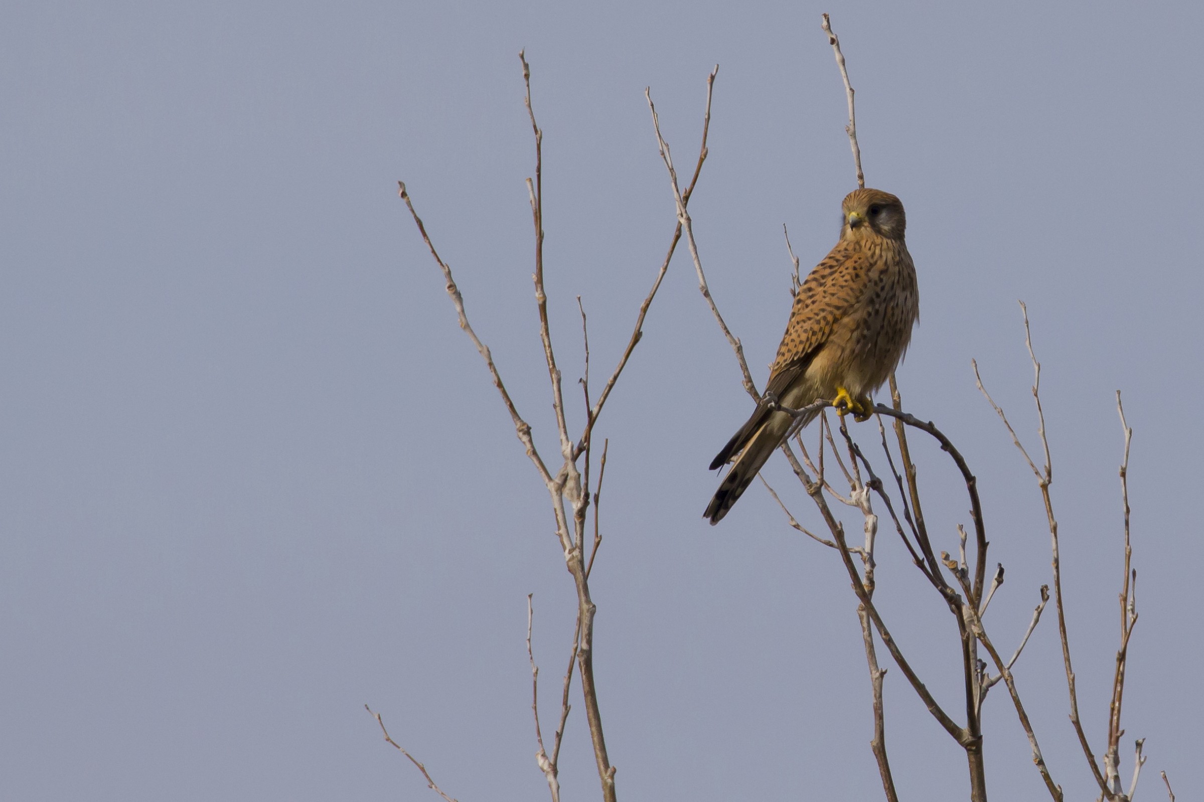 Kestrel