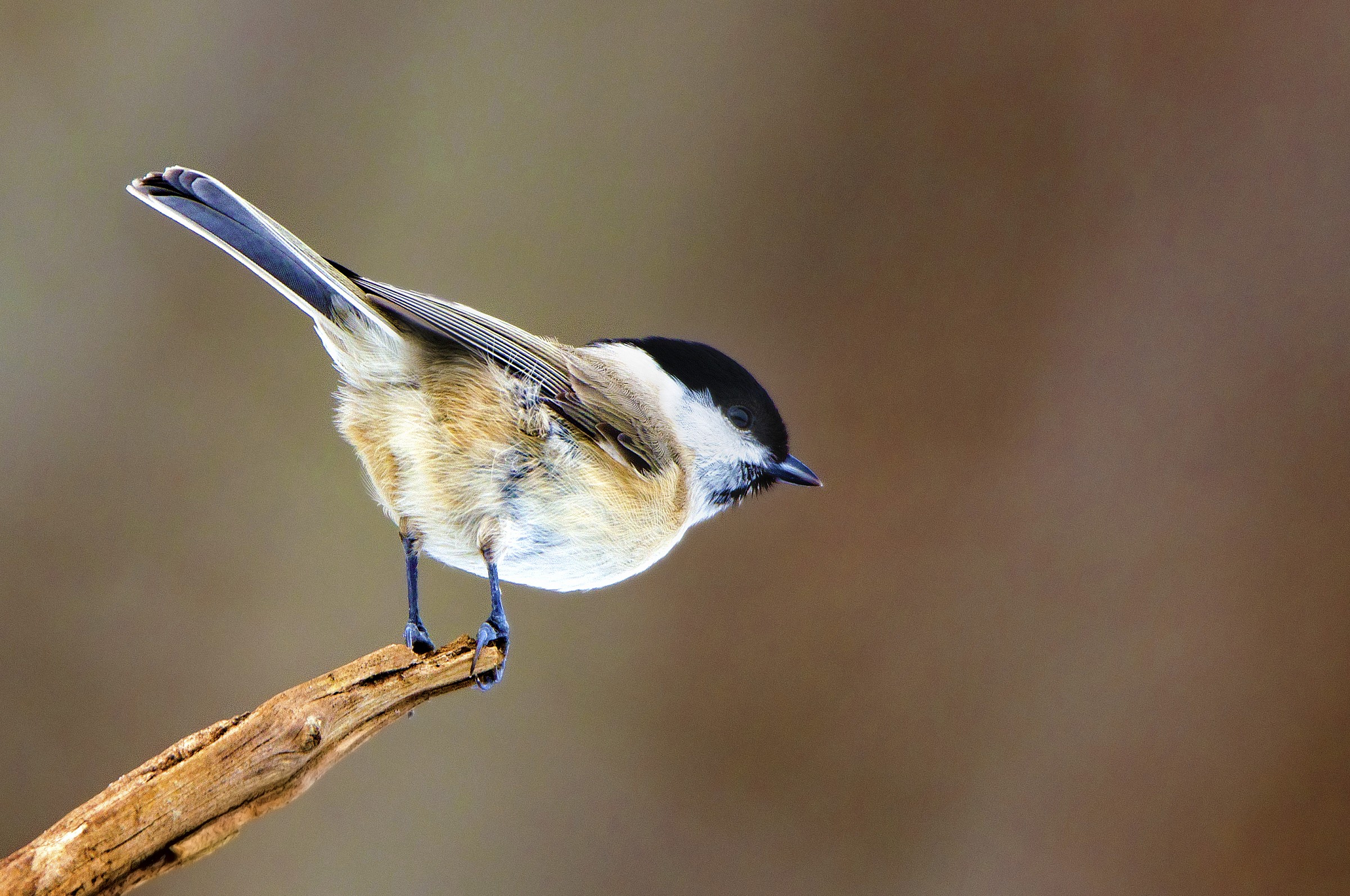 Chickadee