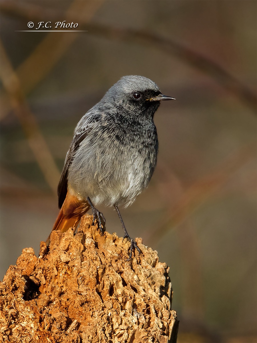 Black Redstart