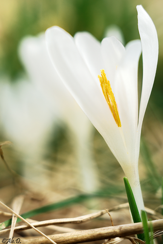 Crocus albiflorus