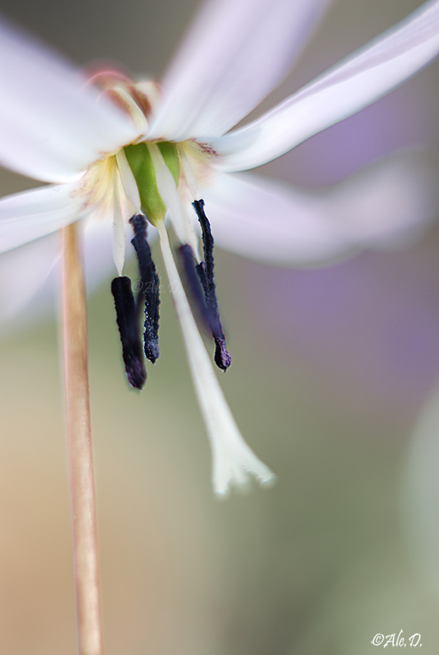 Erythronium dens-canis