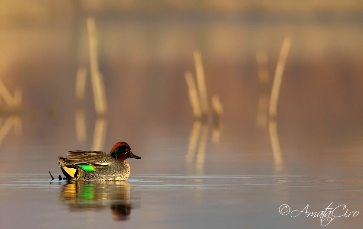 Teal at first light