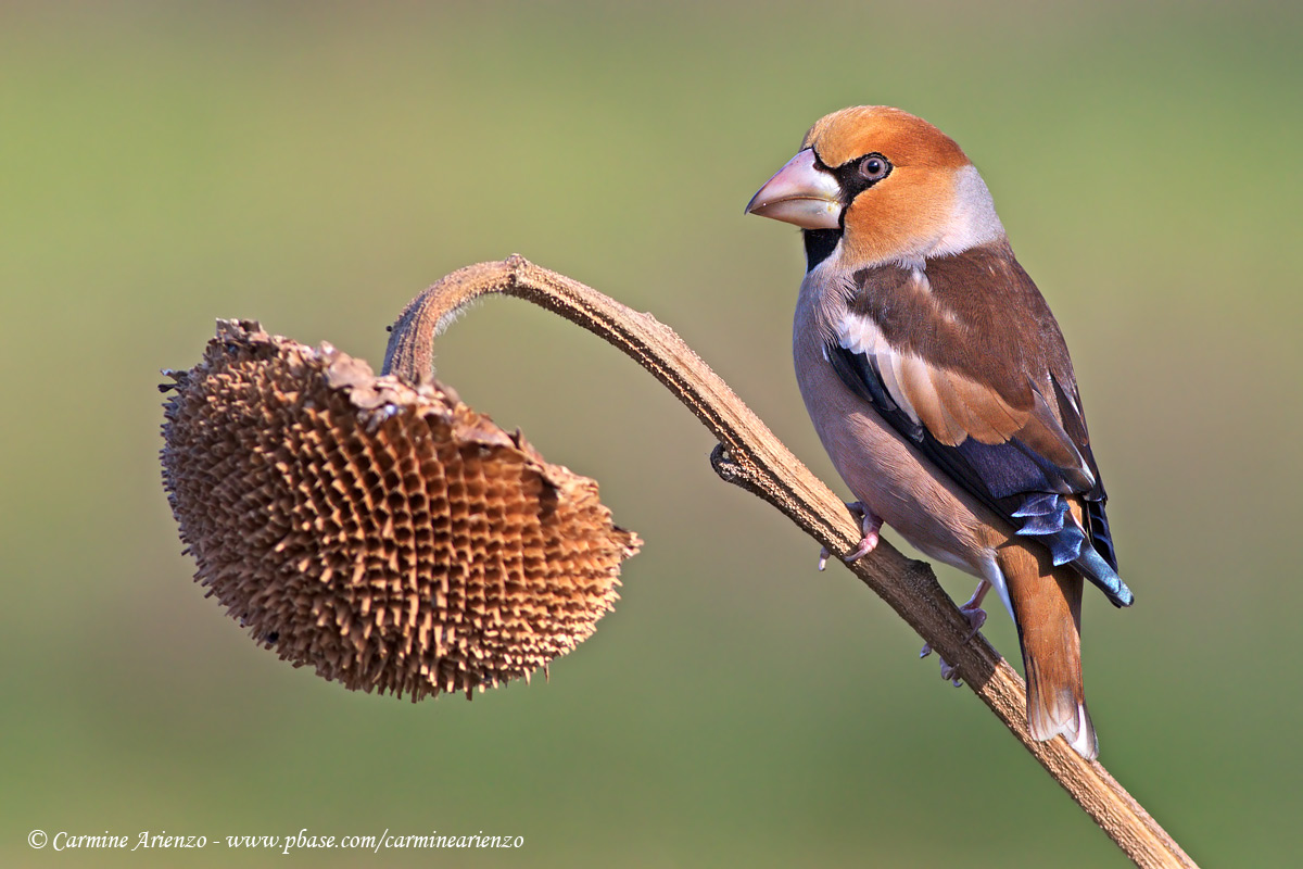 Hawfinch 1
