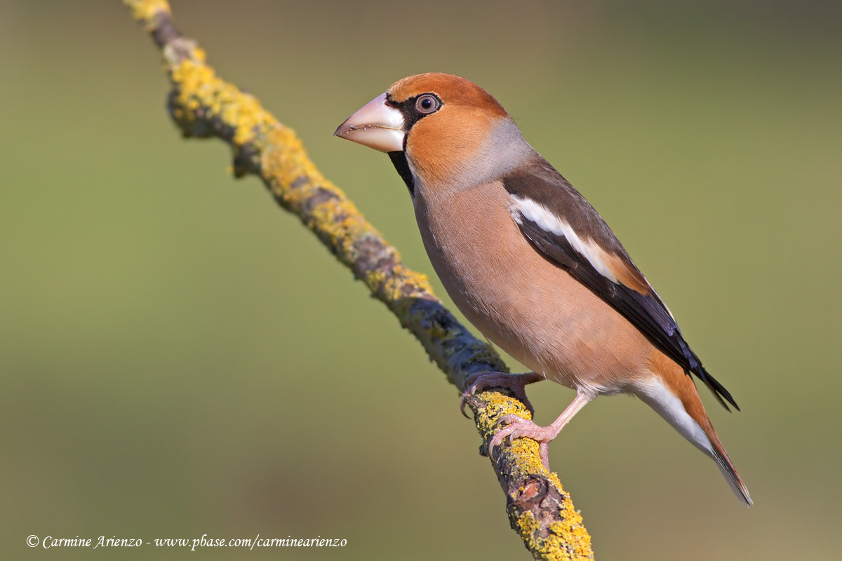 Hawfinch 3