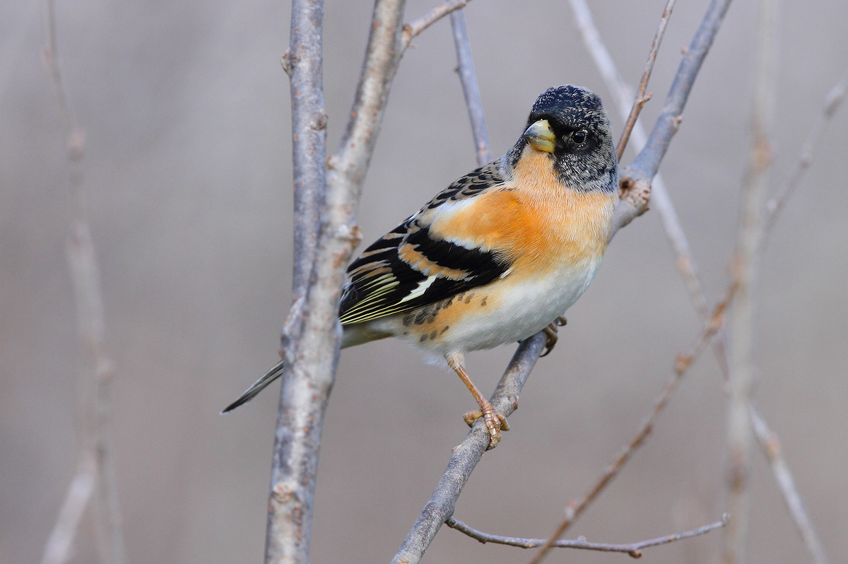 Brambling