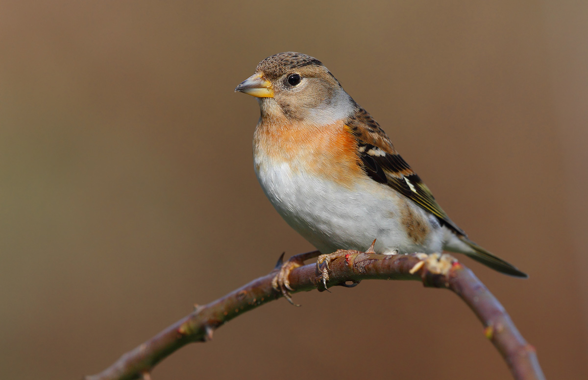 Brambling