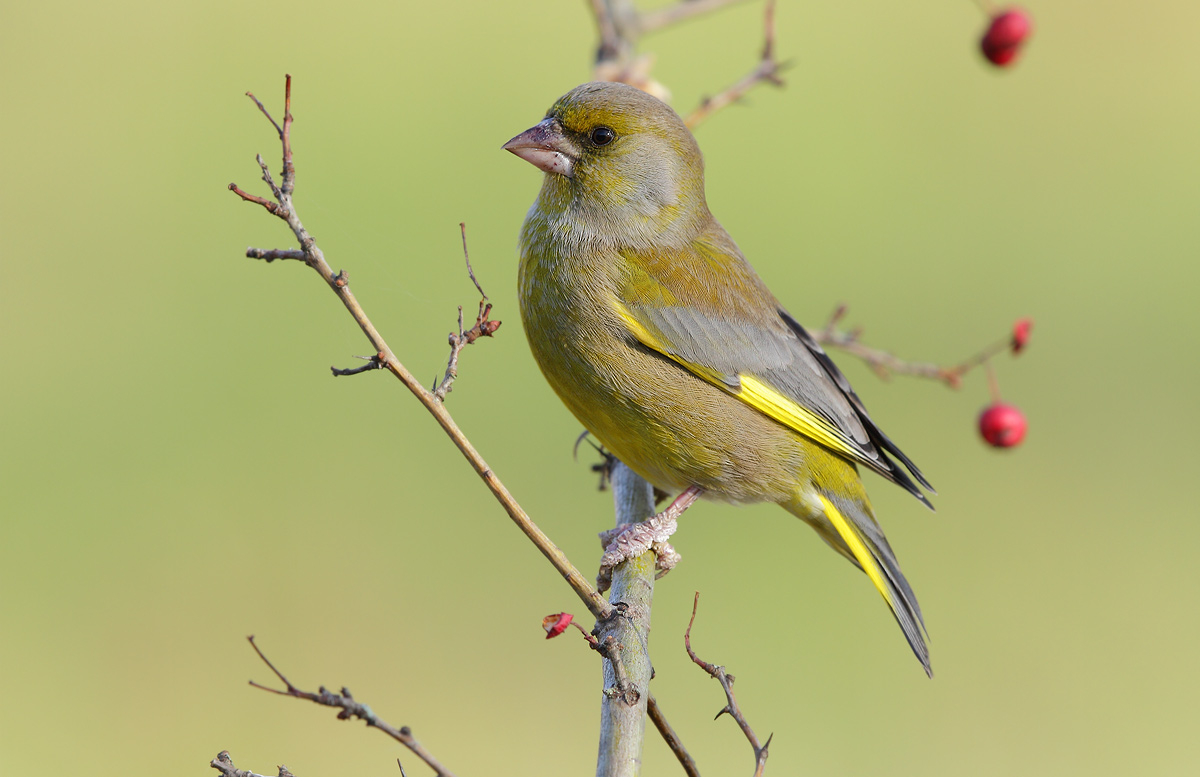 greenfinch
