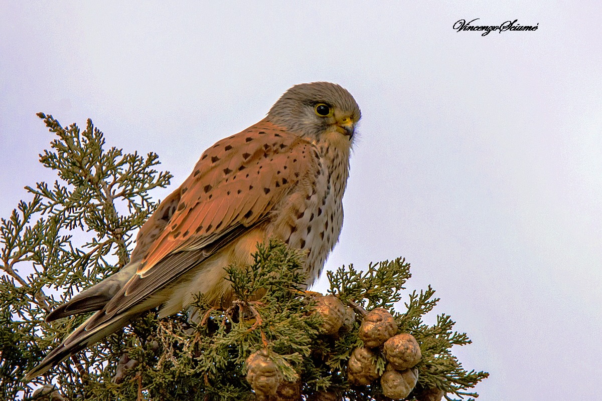 Kestrel