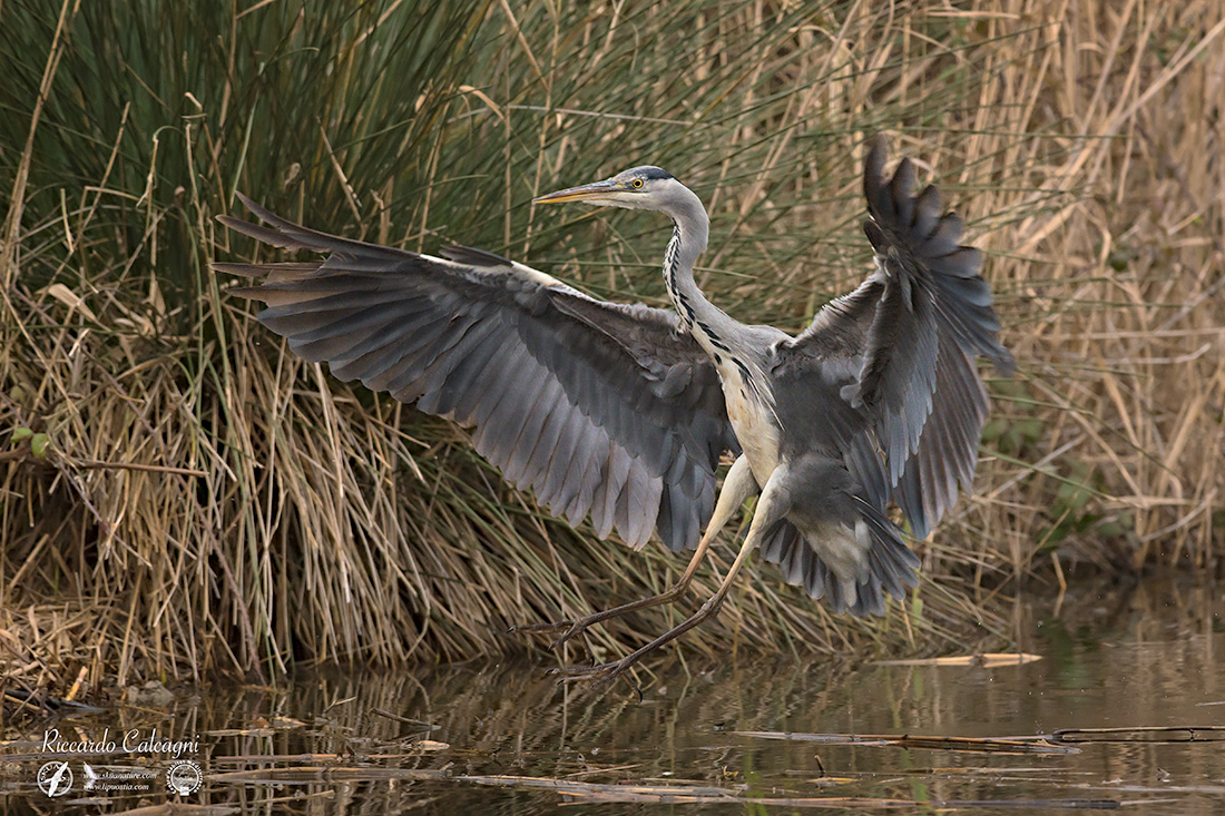 Grey Heron 2