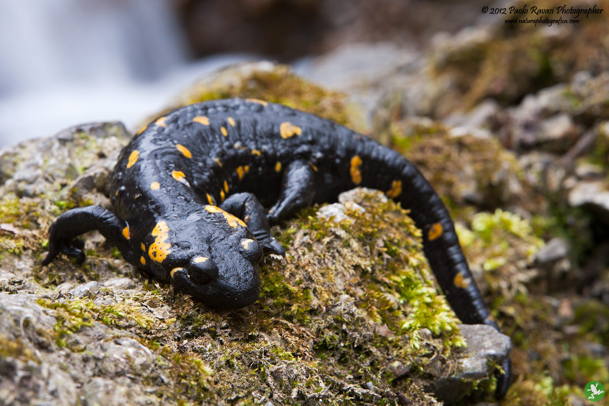 Salamandra pezzata_01