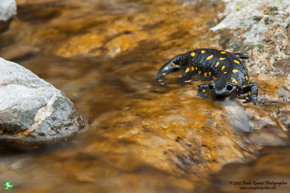 Sulla riva del torrente