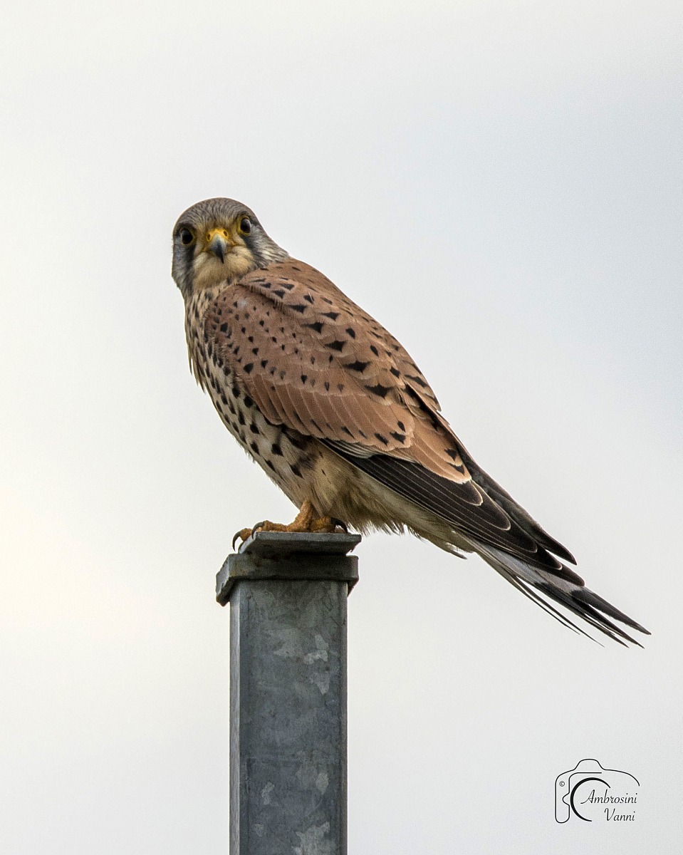 Give us this day our daily kestrel