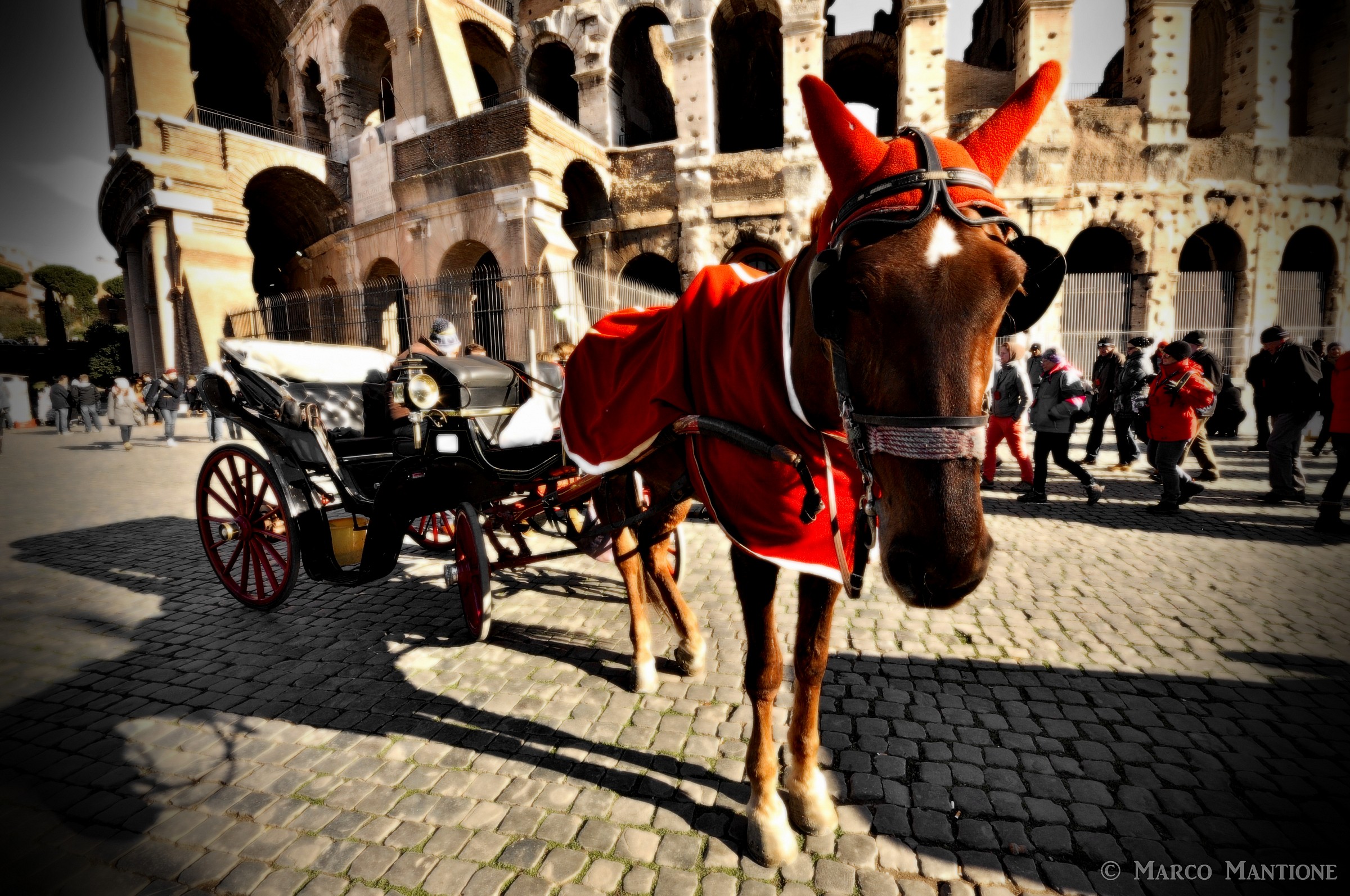 Horse at the coliseum