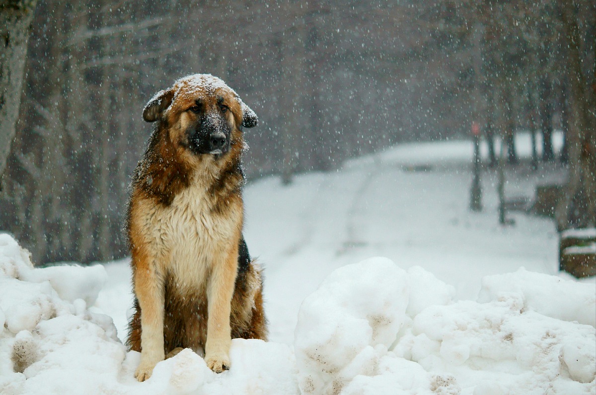 Under a heavy snowfall ...
