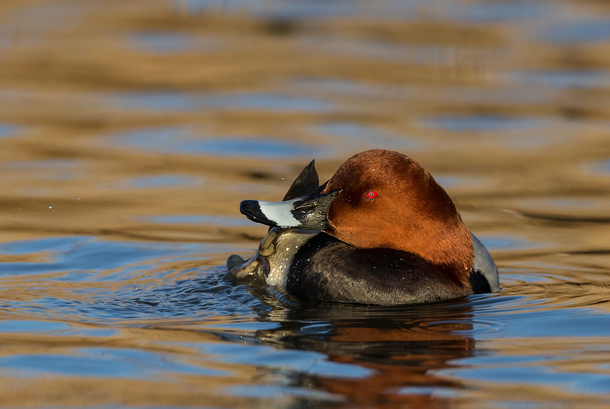 Pulizie di inverno - 2