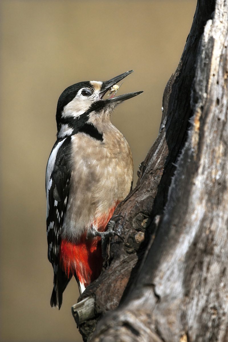 woodpecker greedy
