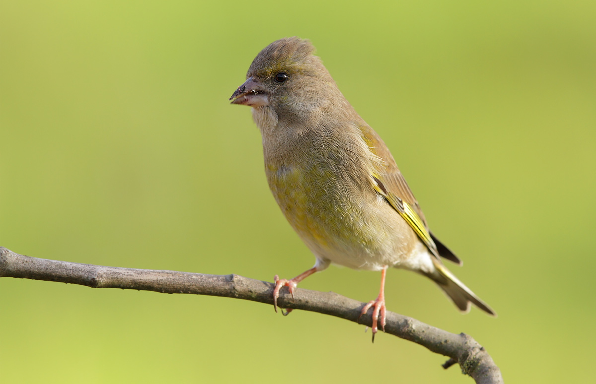 greenfinch