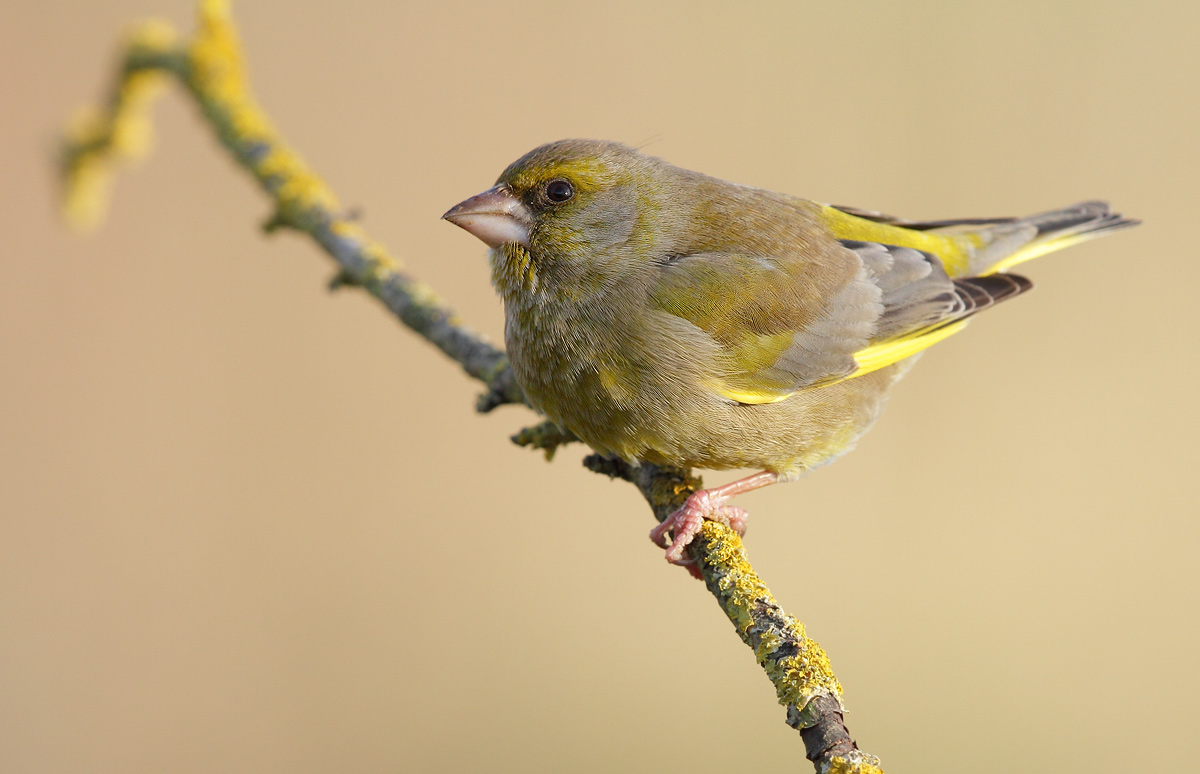 greenfinch