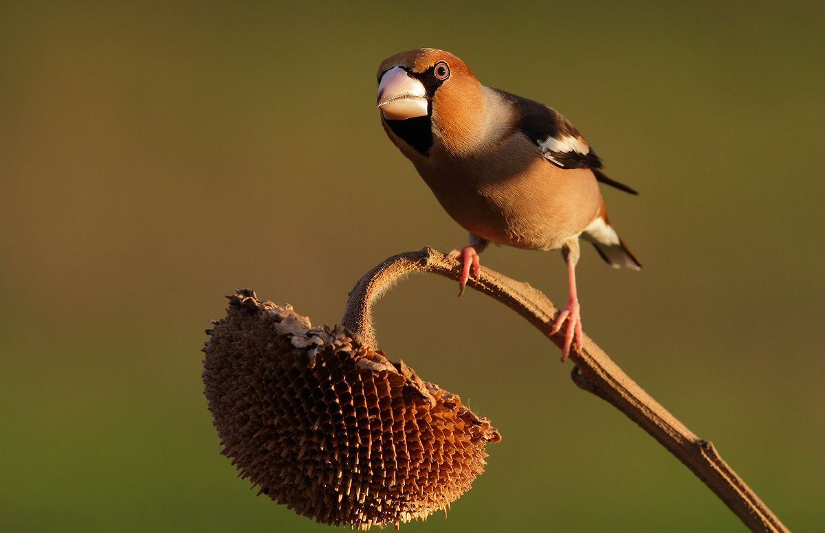 Hawfinch