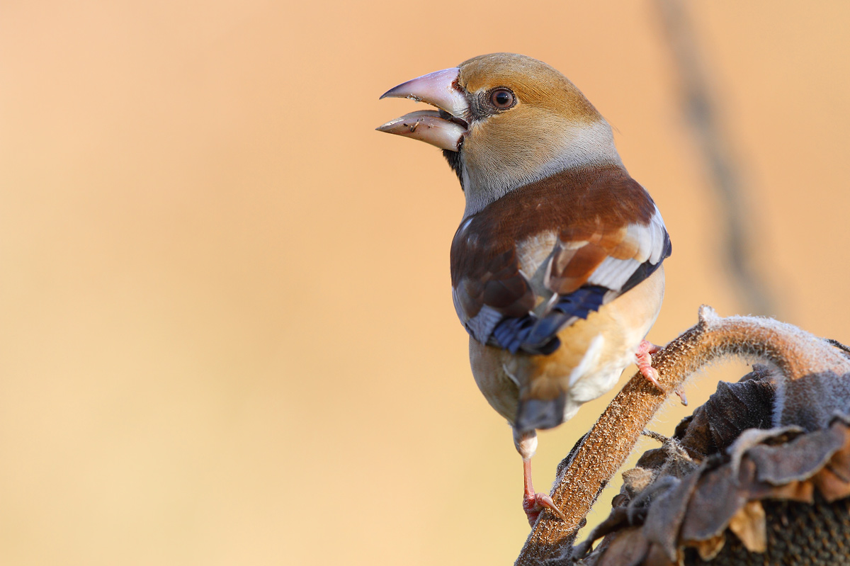 Hawfinch