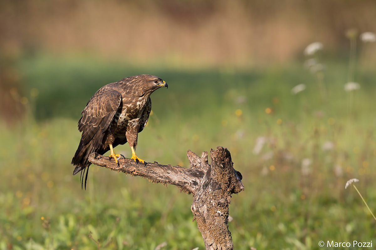 Magic light - part II