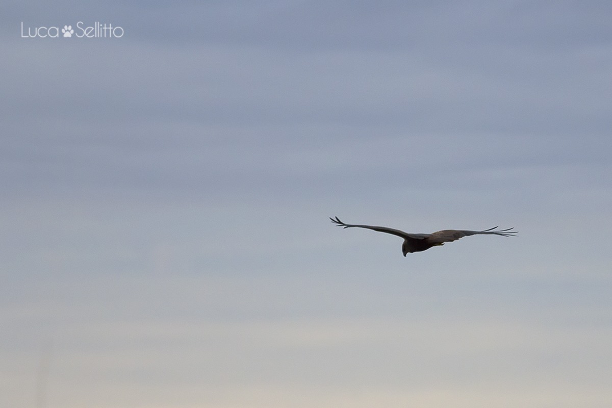 Marsh Harrier