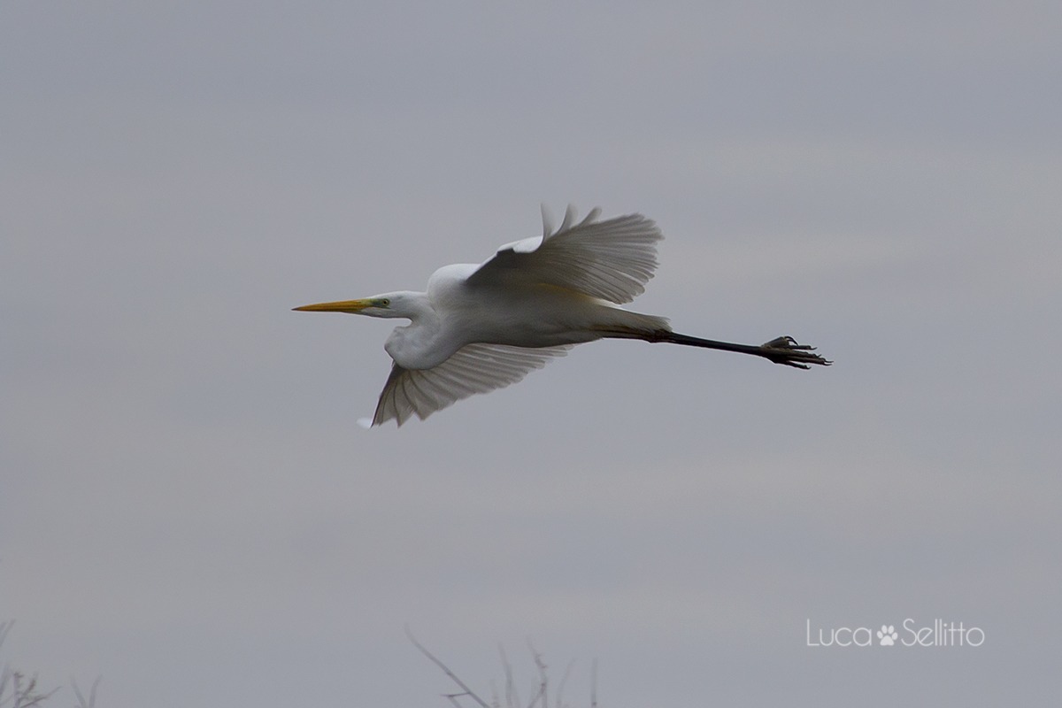 Egret