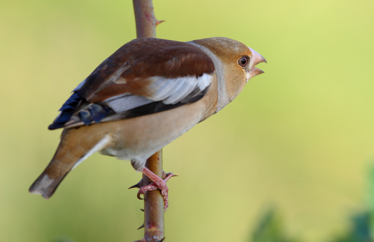 Hawfinch