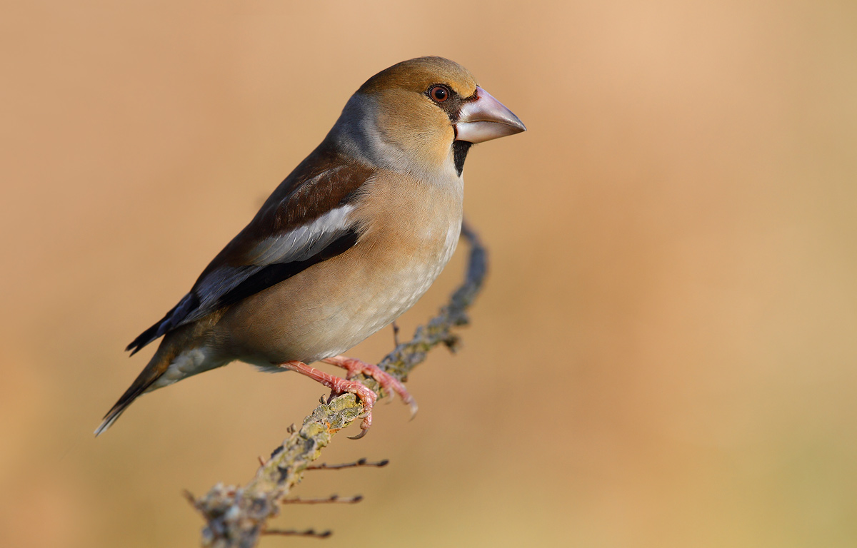 Hawfinch