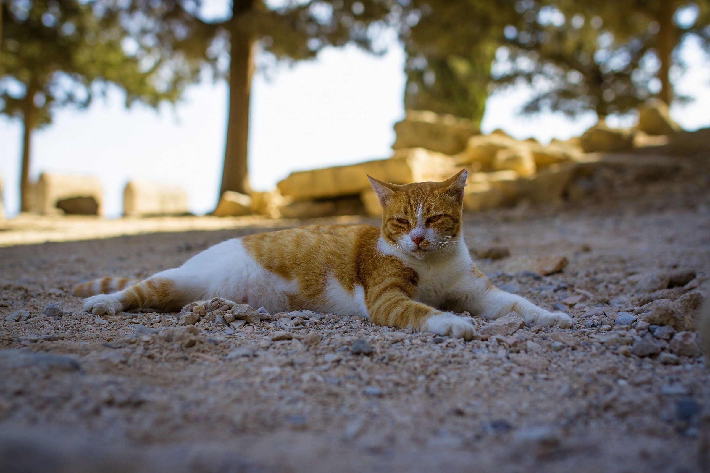 Il vagabondo di Rodi